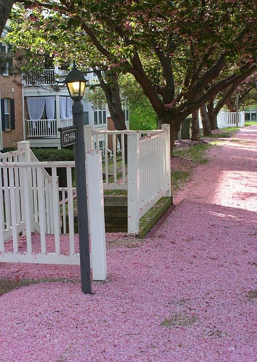 Front Building Path