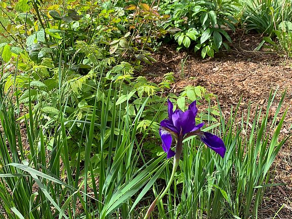 South side flower garden