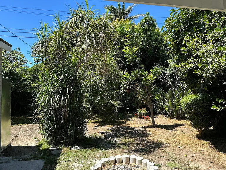 Shared backyard with mature fruit trees.