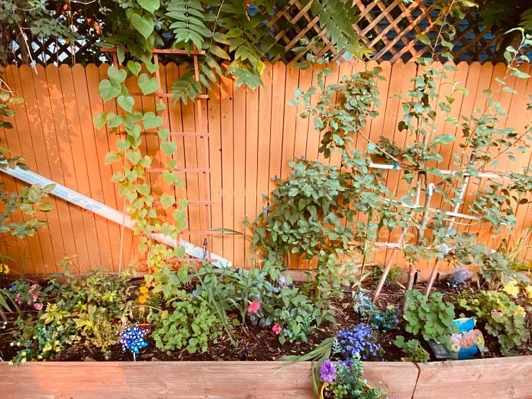 Back garden