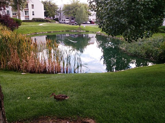 Feed the ducks