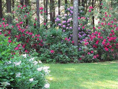 rhododendrons bloom in late spring
