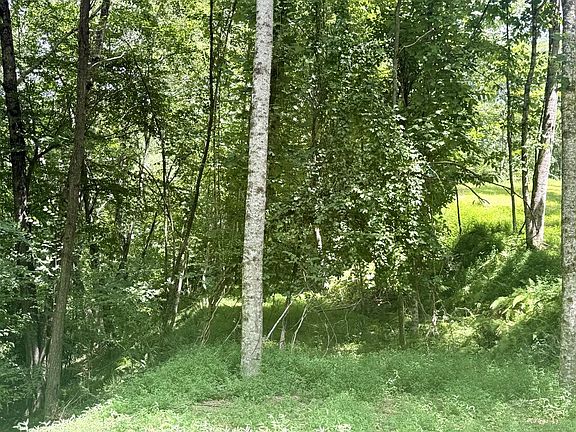 5th image of 7 Wild Laurel