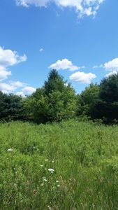 0 Young Rd, Bellevue, MI, 49021