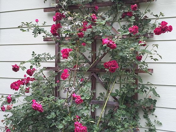 Climbing roses on front 