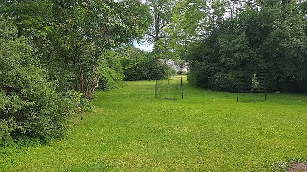 Backyard - private, lots of green, and a nice place to enjoy a warm coffee.