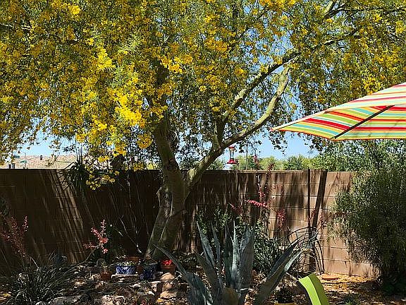 relandscaped backyard