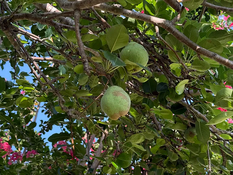 Trees in the back yard with crepe myrtle, hard pear and magnolia to pleasantly view from your kitchen window and porch