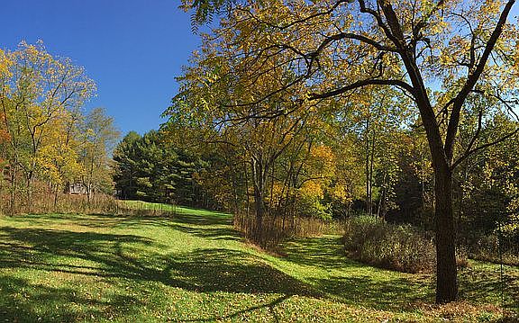 East black walnut trees