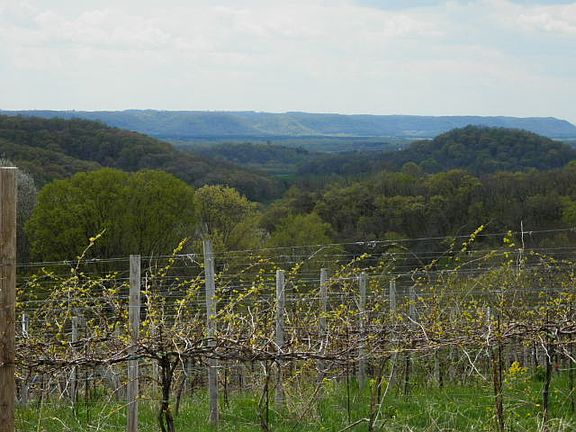 vineyard and  building site