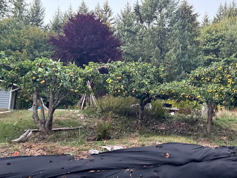 Mature pear trees