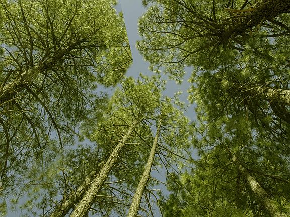 4th image of 7770 Forest Service 112 Rd