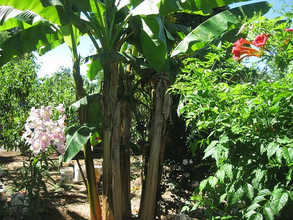 Front yard. Fragrant lily !