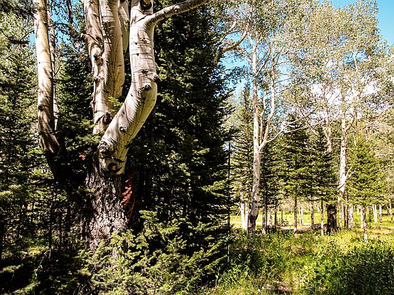4th image of 269 White Pine Canyon Rd Lot 269