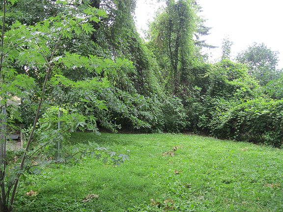 part of the backyard