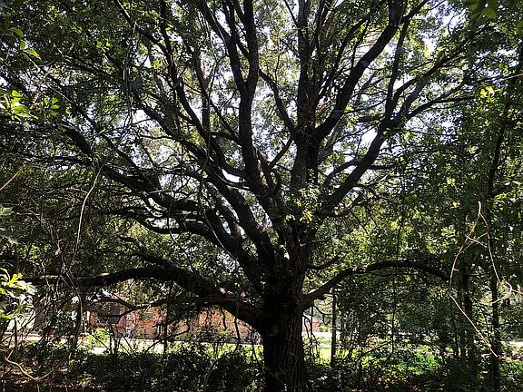 Front 44 year old Oak.      