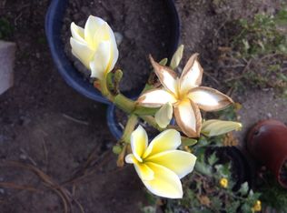 945 Marview Ave APT 3, Los Angeles, CA 90012