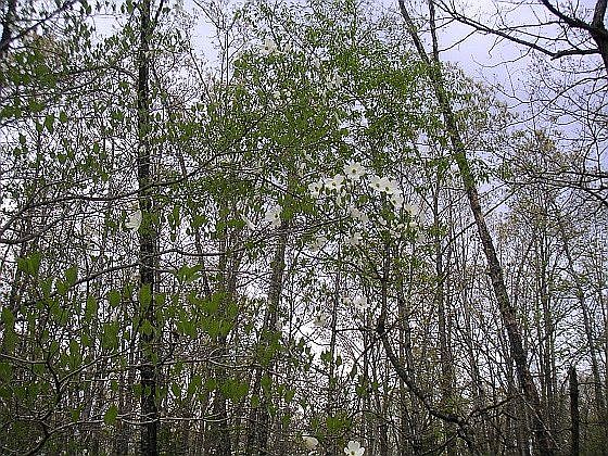 4th image of 94 Hictochee Dr