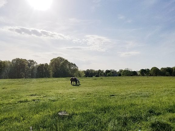 Lots of lush pasture!