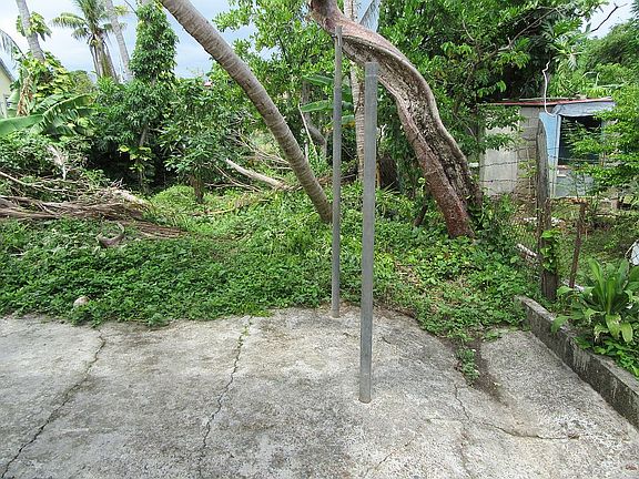 backyard ...some fruit trees