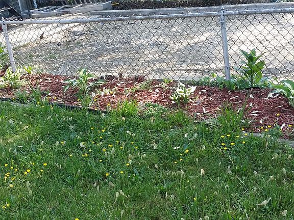 back yard, with designated garden area