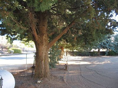 Lovely Shade Trees