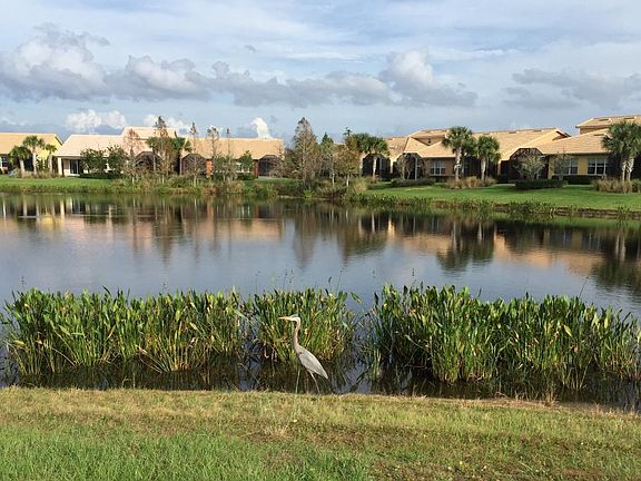 Backyard view of blue Heron