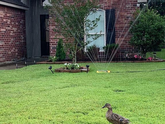 Duck from neighborhood pond