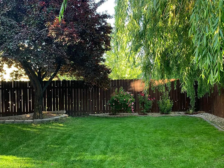 backyard2