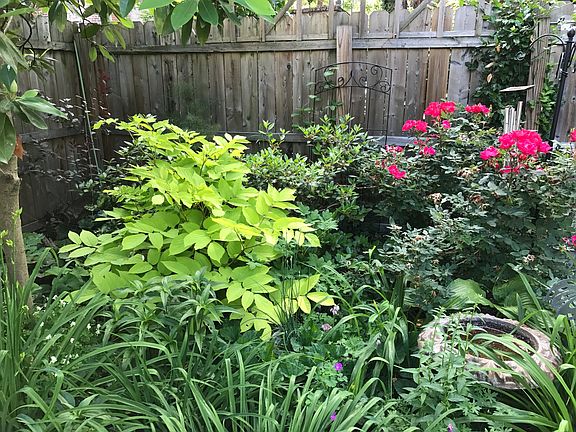 Japanese Spikenard and Rose