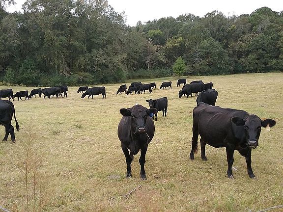 Cows not included