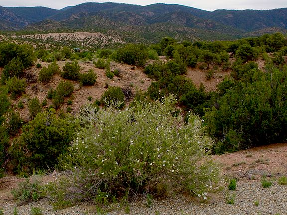 Views of the Pecos Mtns