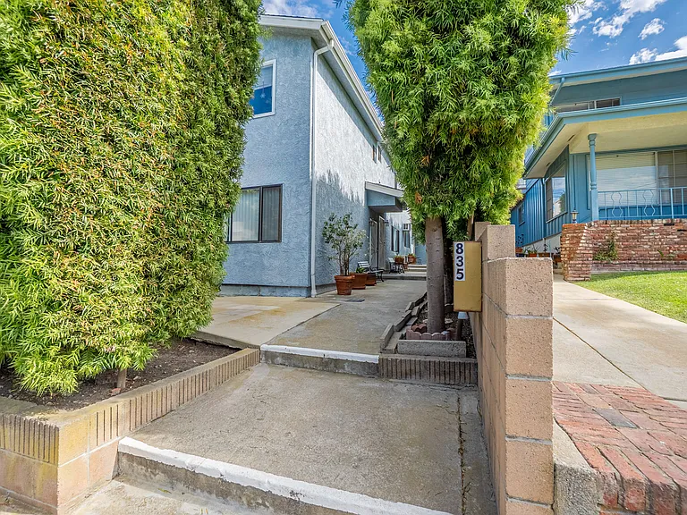 Podocarpus evergreen trees offer privacy and shade