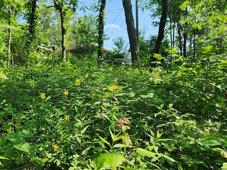 More perennials, and view from each bedroom is private and lush green most of the year.