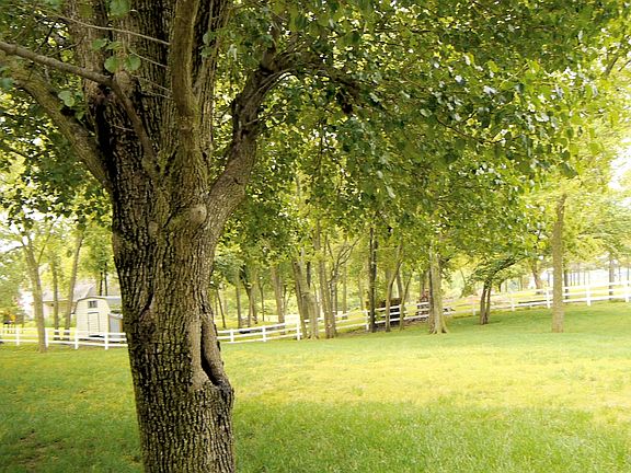 Lush trees on 2.5 acre lot