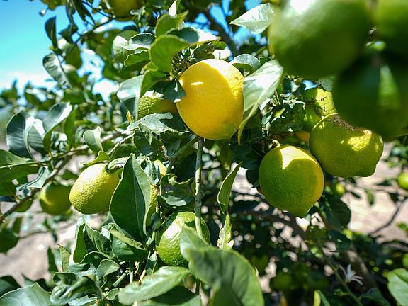 Ventura-County-306-Acres-Lemon-Grove-Sale