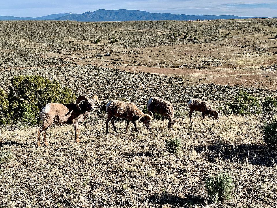 Roaming Big Horn on property