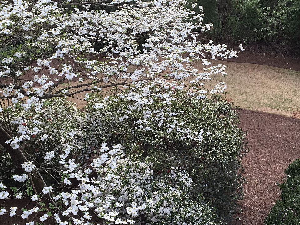 Backyard in springtime