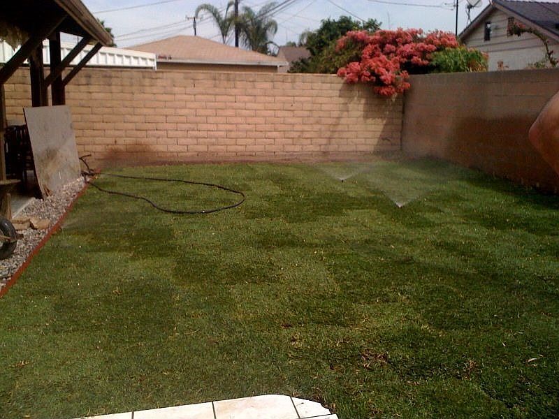New grass in the backyard with sprinkler system