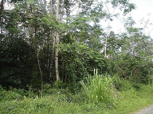 2nd image of 21st Ave Lot 1317