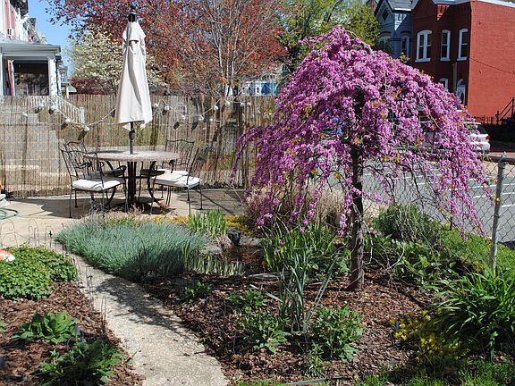 Side yard/patio