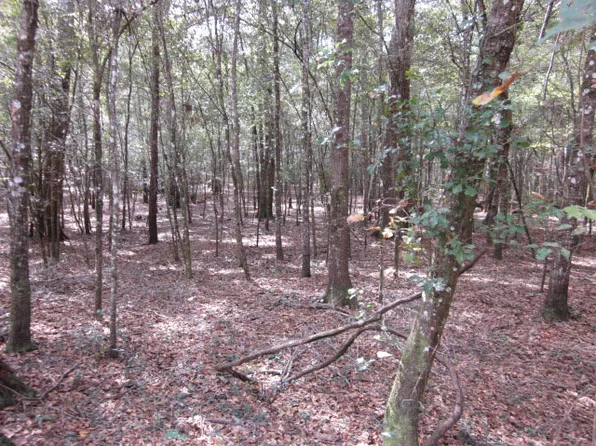 73 Northwest Way, Bell, FL 32619