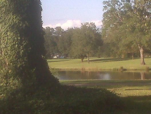 The front yard oak and the view.