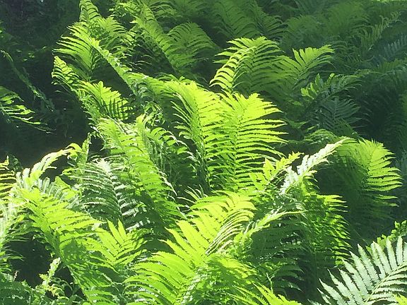 Ferns lining back ofproperty