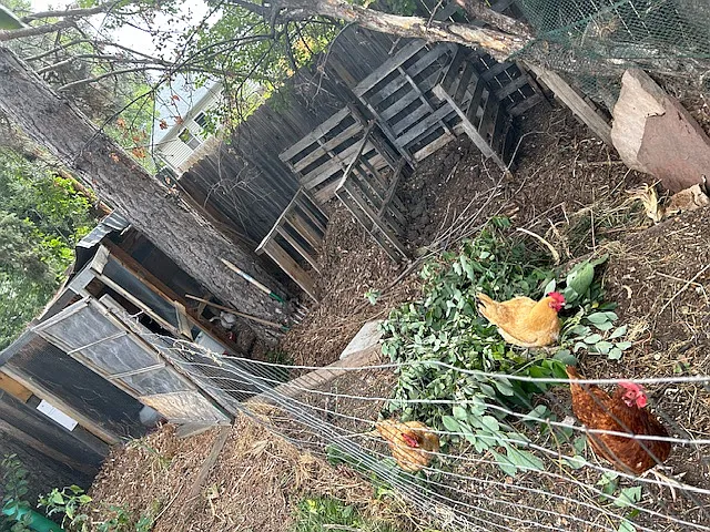 Optional space for chickens if desired.