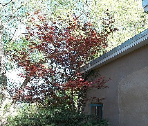 Japanese Maple Tree