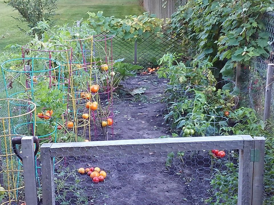 10x20 fenced garden in back yard