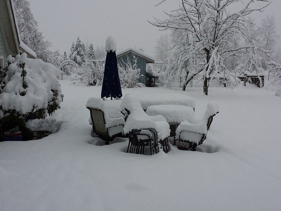 back yard