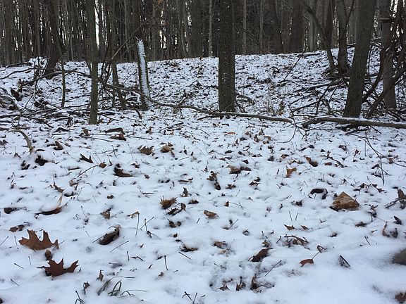 Army of turkey tracks.