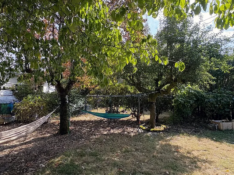 Pictured: dogwood tree, pear tree, and grapevine. Great shade during summer months for hammocking.